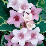 Weigela florida 'Variegata' - Tarka levelű