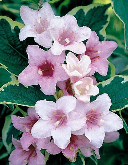 Weigela florida 'Variegata' - Tarka levelű