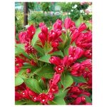 Weigela florida 'Victoria' - Sötétzöld levelű