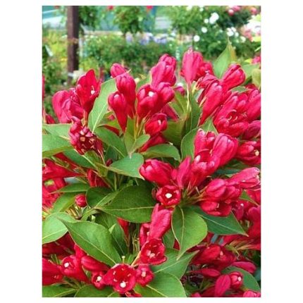 Weigela florida 'Victoria' - Sötétzöld levelű