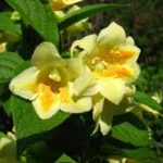 Weigela middendorfiana - Sárga virágú rózsalonc