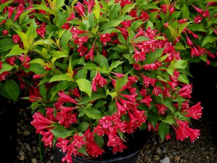 Weigela styriaca - Pirosas virágú rózsalonc