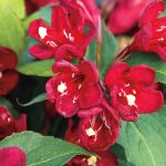 Weigela x 'Cherry Love'® -