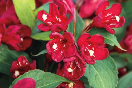 Weigela x 'Cherry Love'® -