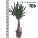 YUCCA INCA TREE 130cm