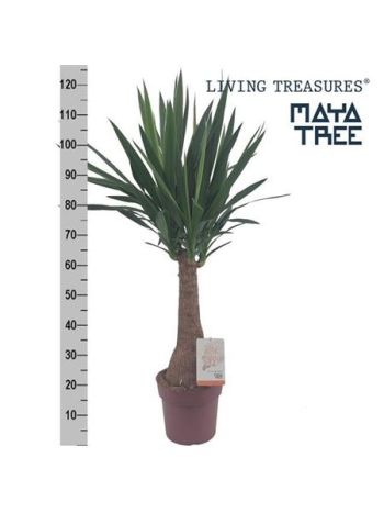YUCCA INCA TREE 130cm