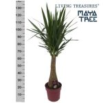 YUCCA INCA TREE 150cm