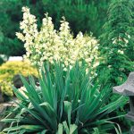 Yucca filamentosa - Pálmaliliom