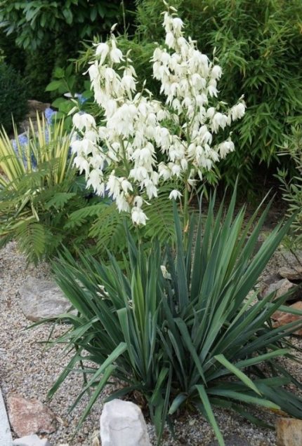 Yucca filamentosa (Pálmaliliom)