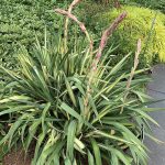 Yucca flaccida 'Golden Sword' - Sárgatarka levelű pálmaliliom