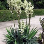Yucca flaccida 'Ivory Towers' - Fehértarka levelű pálmaliliom