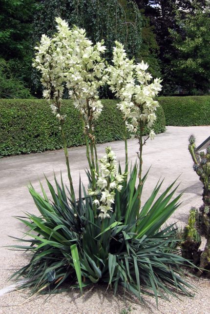 Yucca flaccida 'Ivory Towers' - Fehértarka levelű pálmaliliom
