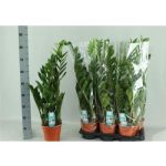 ZAMIOCULCAS ZAMIIFOL 85 cm