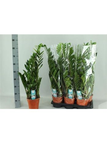 ZAMIOCULCAS ZAMIIFOL 85 cm