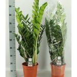 ZAMIOCULCAS ZAMIIFOL 100 cm
