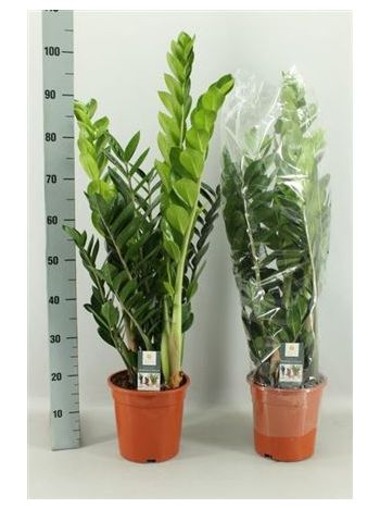 ZAMIOCULCAS ZAMIIFOL 100 cm