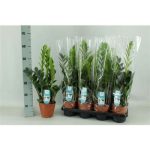 ZAMIOCULCAS ZAMIIFOL 65 cm