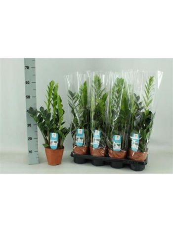 ZAMIOCULCAS ZAMIIFOL 65 cm
