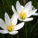 Zephyranthes candida (Zefírvirág)