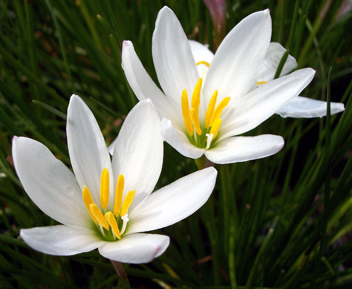 Zephyranthes_candida_Zefirvirag_-_11x11-es_cserepben Zephyranthes candida (Zefírvirág)