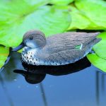 Állatfigura Böjti réce nőstény