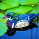 Állatfigura hím Carolina kacsa