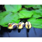 Állatfigura sárga kiskacsa