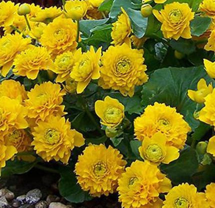 Caltha palustris multiplex - Tömött virágú gólyahír - kert tavi növény