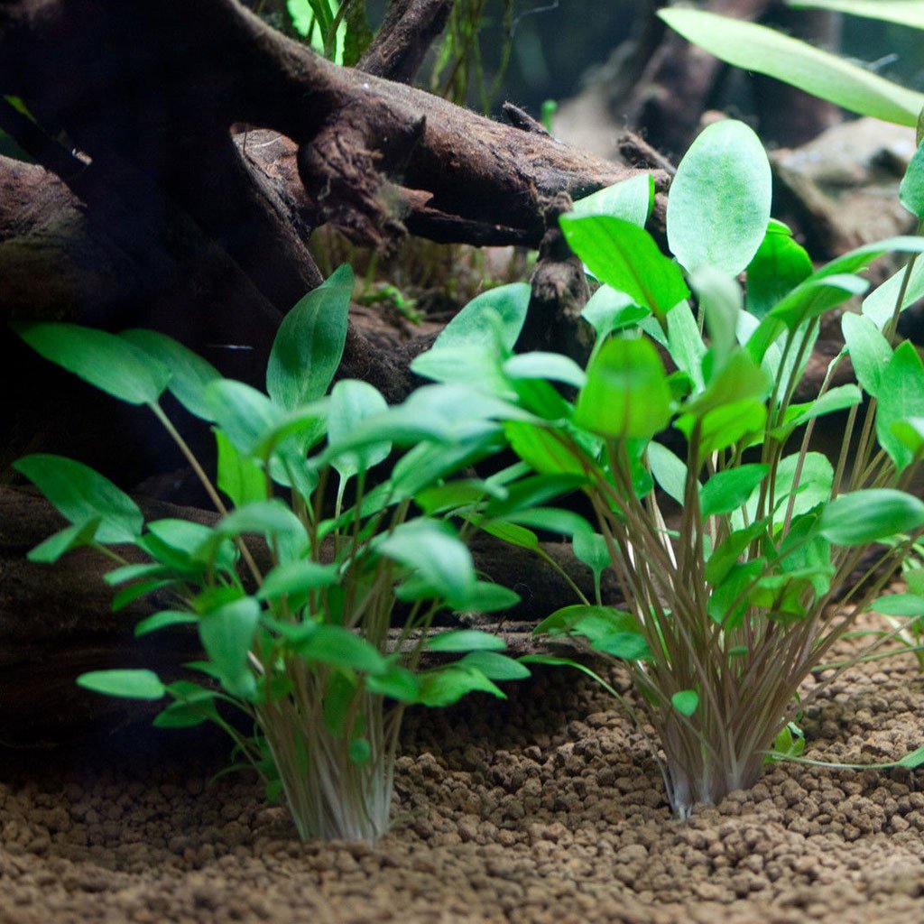 cryptocoryne-wendtii-green-vizikehely Cryptocoryne wendtii Green vagy "Wendt vízikehely" akváriumi növény