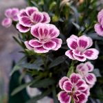 Dianthus Pink Kisses évelő szegfű