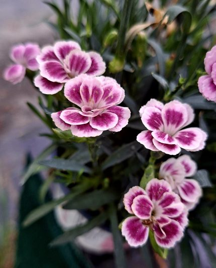 Dianthus Pink Kisses évelő szegfű
