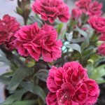 Dianthus Purple wing évelő szegfű