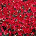 Dianthus gratianopoliatus 'Rotkäppchen' (Pünkösdi szegfű)