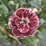 Dianthus drw border