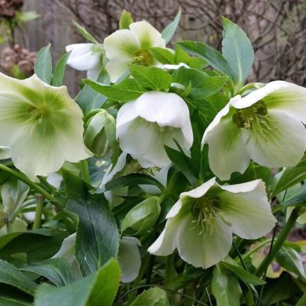 Helleborus orientalis 'Double Ellen White' (Keleti hunyor)