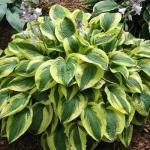 Hosta 'Brim Cup'