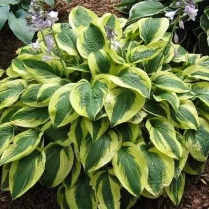 Hosta 'Brim Cup'