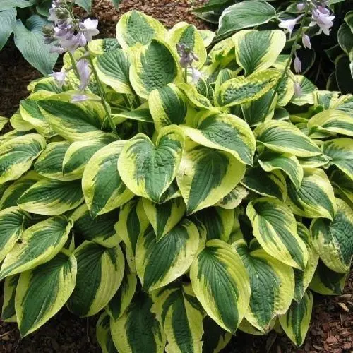 hosta-brim-cup-arnyekliliom Hosta 'Brim Cup'