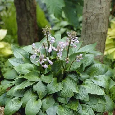 Hosta 'Devon Green'
