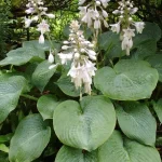 Hosta 'Elegans'