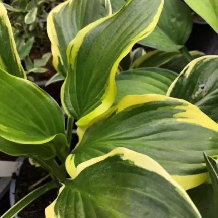 Hosta 'Firn Line'