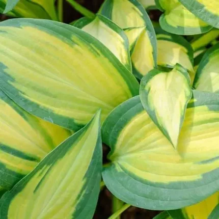 Hosta 'Orange Marmalade®'