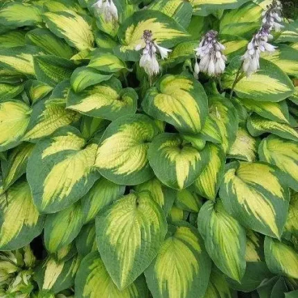 Hosta 'Paul's Glory'