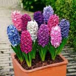 HYACINT lila 1 hagyma