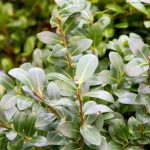 Ilex crenata 'Caroline Upright' -