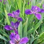 Iris lousiana - Kerti tavi növény