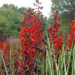 Lobelia cardinalis