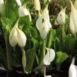 Lysichiton camtschatcensis - Vízi lámpás vagy káposztavirág - kerti tavi növény