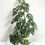 MONSTERA ANDANSONII
