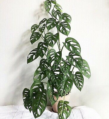 MONSTERA ANDANSONII